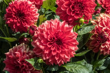 parlak renklerle güzel yaz çiçekleri