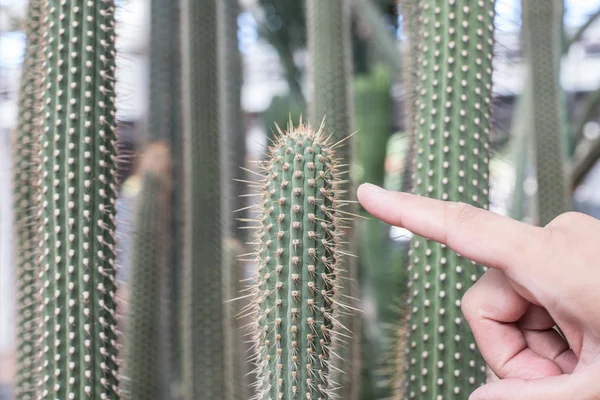 Fingerstechen Mit Einem Kaktus — Stockfoto