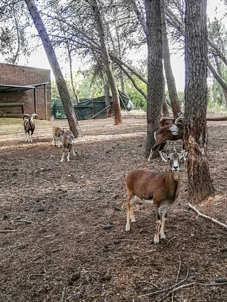 Chèvres Aux Bois Forts Dans Nature — Photo