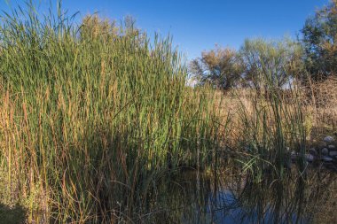 yeşil sazlık dolu lagün