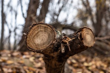 gövdeleri ağaçlardan kesilir. doğal ahşap