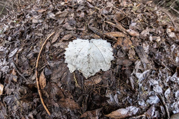 Leaf Fallna Golvet Vinter — Stockfoto