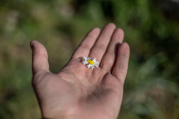 Beautiful daisy flowers in hand — Stock Photo, Image