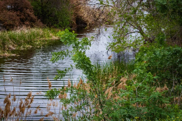 Río caudaloso con vegetación primaveral, de madrid — Foto de Stock