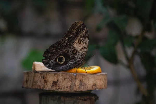 Jolie chouette papillon, mangeant des fruits. Un papillon qui ressemble à un oeil . — Photo