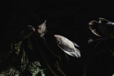 denizin karanlığında balık, bir ışık ile su geçiş