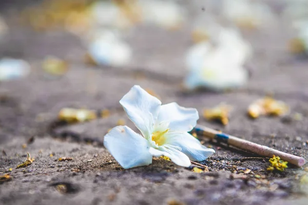 花落在城市的灰色土地上 — 图库照片