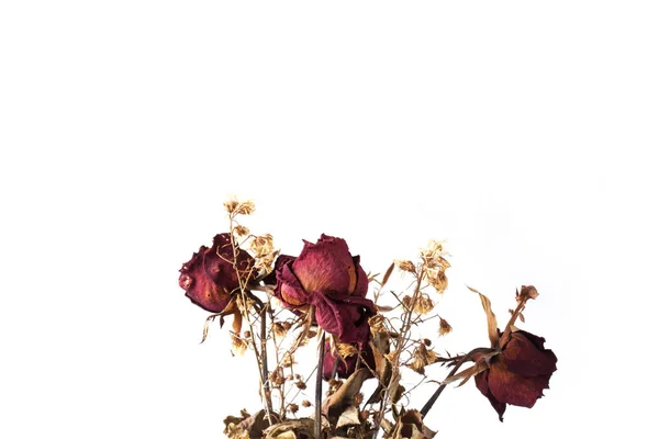 Červená Růže Suché Izolované Bílém Pozadí — Stock fotografie