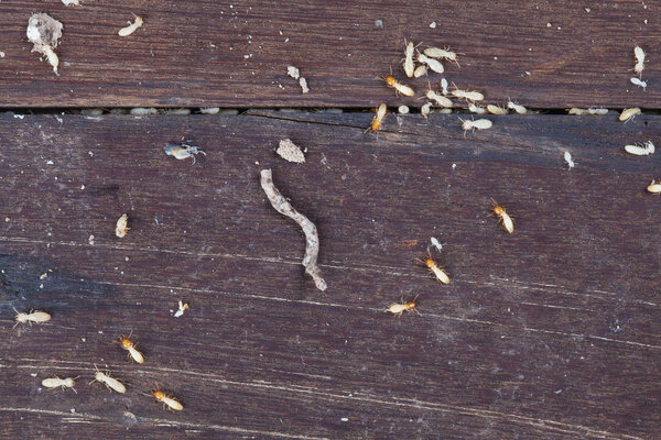 Many the termites on brown wood tables in the house.