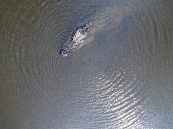 Antenn Skott Stor Amerikansk Alligator Mobile Bay — Stockfoto
