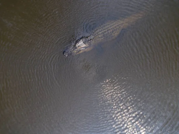 Aerial Shot Large American Alligator Mobile Bay — Stock Photo, Image