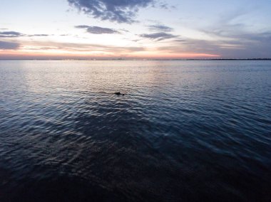 American Alligator mobil Bay, Alabama gün batımı üzerinde yüzeyler 