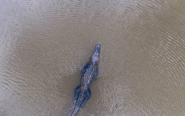 Widok Lotu Ptaka Aligatora Amerykańskiego Zatoce Mobile Alabama — Zdjęcie stockowe