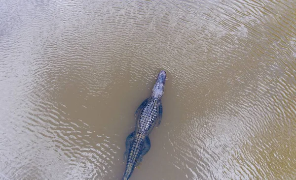 Egy Aligátort Mobile Bay Öböl Alabama Utcarészlet — Stock Fotó