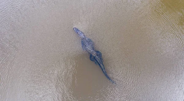 Flygfoto Över Amerikansk Alligator Mobile Bay Alabama — Stockfoto