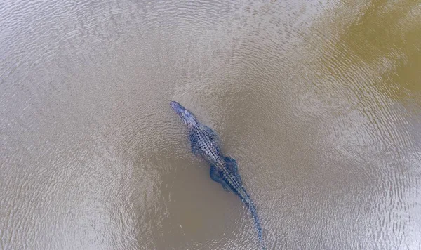 Flygfoto Över Amerikansk Alligator Mobile Bay Alabama — Stockfoto