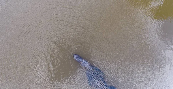 Flygfoto Över Amerikansk Alligator Mobile Bay Alabama — Stockfoto