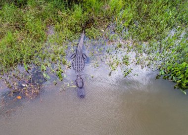 Büyük yetişkin Amerikan Alligator Daphne, Alabama mobil Bay yakın 