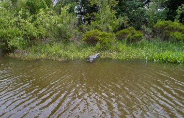 Büyük yetişkin Amerikan Alligator Daphne, Alabama mobil Bay yakın 