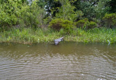 Large adult American Alligator in Daphne, Alabama near Mobile Bay  clipart