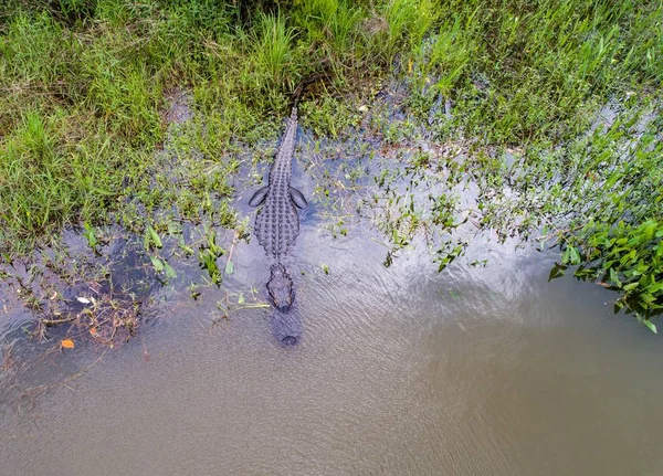 Duży Dorosły Aligator Amerykański Daphne Alabama Pobliżu Mobile Bay — Zdjęcie stockowe