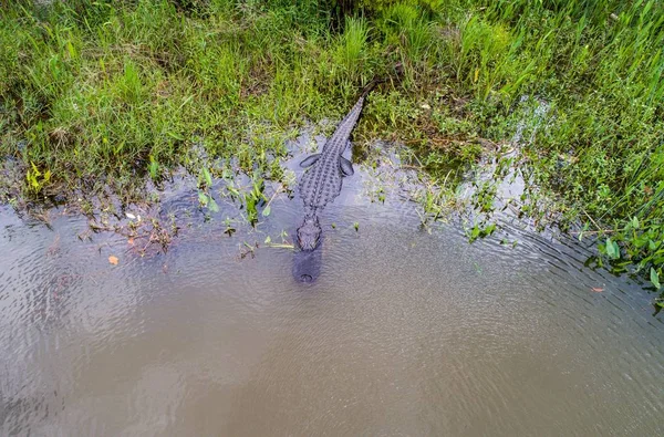 Duży Dorosły Aligator Amerykański Daphne Alabama Pobliżu Mobile Bay — Zdjęcie stockowe