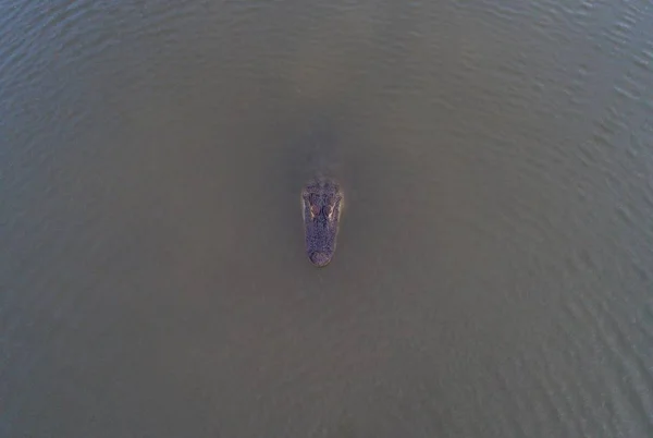 Vuxen Amerikansk Alligator Mobile Bay Från Daphne Alabama — Stockfoto