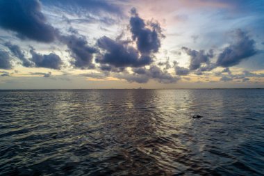 Yetişkin bir Amerikan timsahı gün batımında Mobile Körfezi 'nde ortaya çıkıyor. 