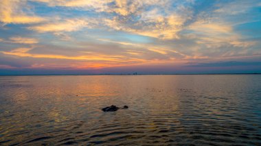 Günbatımında Mobile Körfezi 'nde bir Amerikan Timsahı 