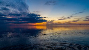 Ekim 2020 'de Mobile Bay, Alabama' da günbatımında bir Amerikan Timsahı