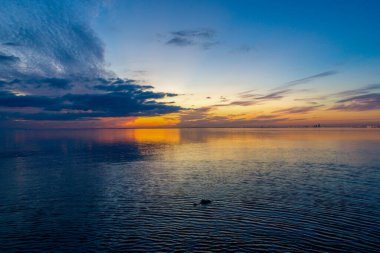 Ekim 2020 'de Mobile Bay, Alabama' da günbatımında bir Amerikan Timsahı