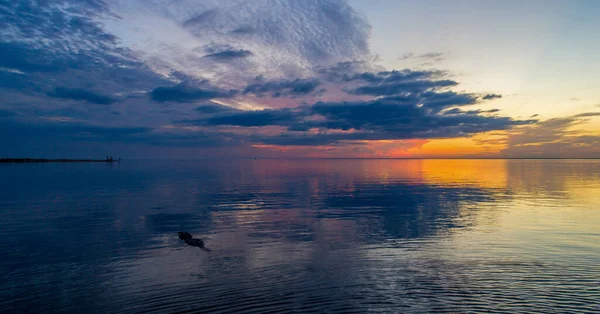 Αμερικανός Αλιγάτορας Στο Ηλιοβασίλεμα Στο Mobile Bay Της Αλαμπάμα Τον — Φωτογραφία Αρχείου