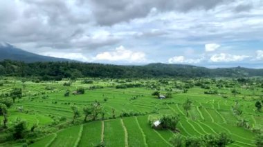 arka plan görünümü Endonezya'da asya vadisinde pirinç ekimi nerede, agung yanardağarkasında., 4k