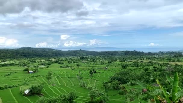 Pohled na velké zelené rýžové pole s vysokohorskou sopkou. pohled na pozadí asijského údolí v Indonésii, 4k — Stock video
