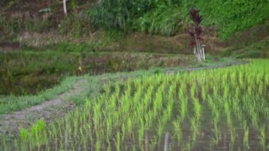 arka plan görünümü muhteşem doğa yeşil pirinç terasları asya tepeler, orman arasında. genç pirinç büyüyen su