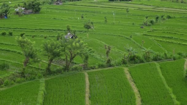 Hintergrund asiatische Feld Reisindustrie. von oben grüne Pflanze Sommer Öko Reise Landschaft Landwirtschaft. — Stockvideo