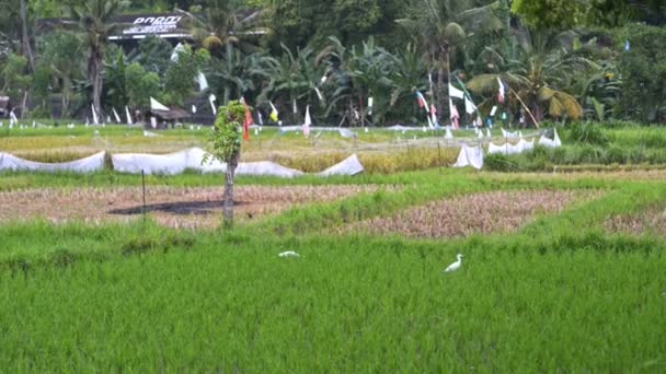 Fondo asiático arroz industria. vista superior campo de plantas verde tradicional. hermosa salud naturaleza comida India mundo . — Vídeo de stock