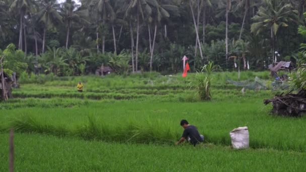 Colección manual del hombre de campos de arroz cultivados. las personas recogen de una manera tradicional, un producto natural y respetuoso con el medio ambiente , — Vídeos de Stock