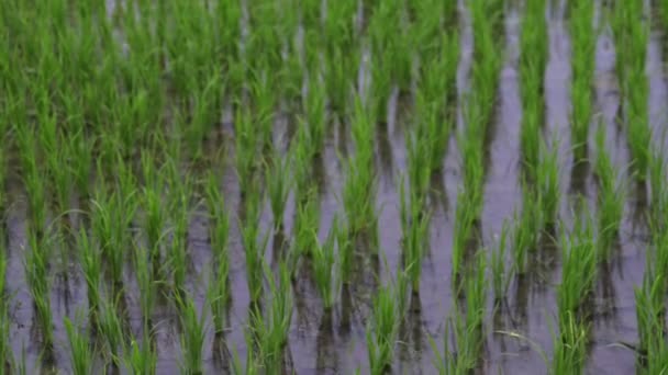 Фоновый вид путешествия нового зеленого поля здоровый рис в ландшафтном летнем видео. сельское хозяйство — стоковое видео