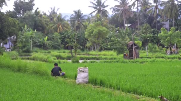 Manuálního sběru obdělávaných rýžových polí. šťastný chlapec. pozadí zobrazení americký farmář — Stock video