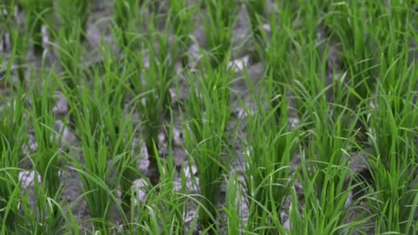 Вид фону новий зелений здоровий рис бізнес-поле. веганський азіатський вирощувати овочевий листя зернових — стокове відео