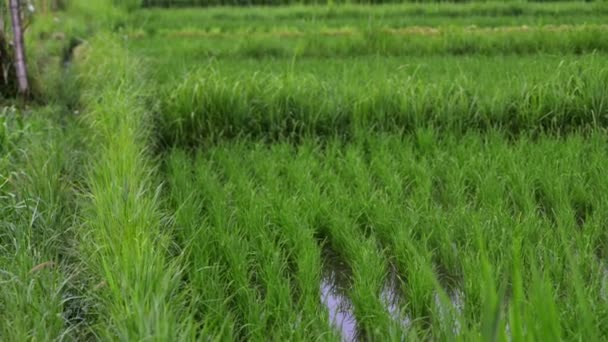 背景视图新的绿色领域健康水稻在夏天。商业农业卫生农场控制植物产业 — 图库视频影像