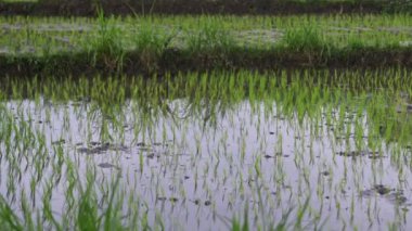 arka plan pirinç genç yeşil ateş görünümü. taze yeşil yaprakları ile su çeltik güzel sağlık alanlarında büyüyen.