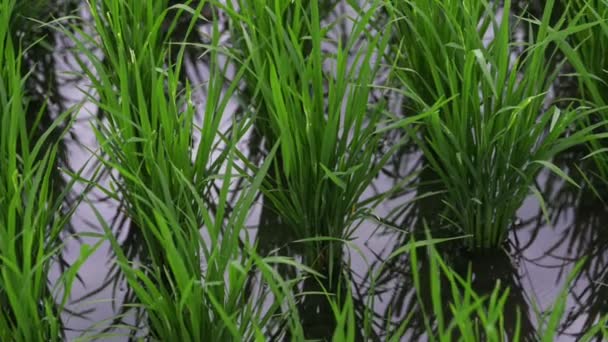 Fondo ver nuevo campo verde arroz saludable en verano. agricultura salud granja control industria vegetal — Vídeos de Stock