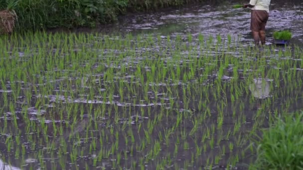 Rodinná záležitost roste rýže dvojice žen a mužů šťastných lidí. pozadí zobrazení americký farmář — Stock video