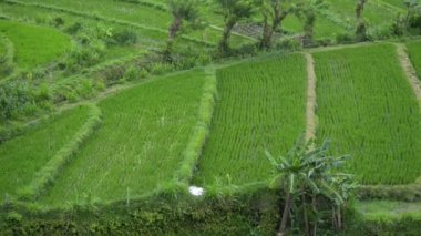 arka plan görünümü Bali iş yeni yeşil sağlıklı pirinç tarlası çeltik. ilkbaharda tarım sağlık çiftlik kontrol tesisi.