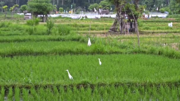 Background asian view on white stork on rice terraces green plant field industry. summer travel landscape agriculture. — Stock Video