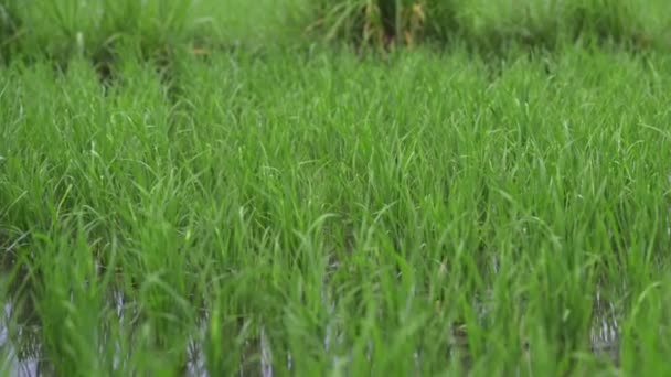 Hintergrund Blick auf neue grüne Wiese gesunden Reis im Sommer. Unternehmen Landwirtschaft Gesundheit Betriebskontrolle Pflanzenindustrie — Stockvideo