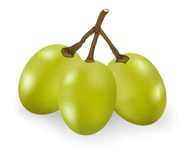 Grüne Trauben Isoliert Auf Weißem Hintergrund — Stockvektor
