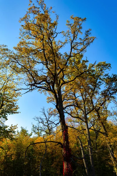 Wald Herbst Malerische Landschaft Mit Sonnenuntergang — Stockfoto